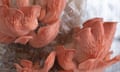 Pink oyster mushrooms growing in a home kit