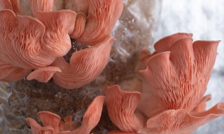 Pink oyster mushrooms growing in a home kit.