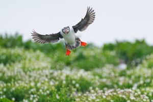 A puffins flies on Inner Farne, Northumberland, during the second consecutive annual puffin count since the islands closed for Covid-19 and Bird Flu, as the National Trust celebrates 100 years of caring for the Farne Islands