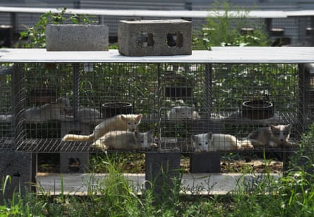 Fox cubs in cages at a farm which breeds animals for fur in Zhangjiakou, Hebei province