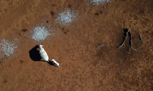 An aerial image of a sheep and her lamb feeding on cotton seed on a drought affected property near Bollon in southwest Queensland,
