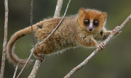 The threatened brown mouse lemur (Microcebus rufus), unique to Madagascar
