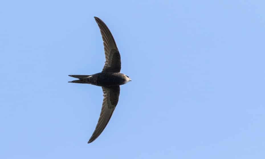 A common swift in flight