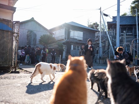 About 20 tourists boarded the afternoon ferry to see the cats.