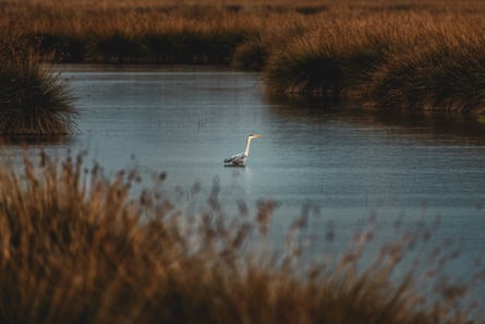 A grey heron swimming in a body of water.