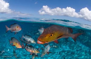 Here come the snappers by Thomas P Peschak, Germany/South AfricaWildlife photographer portfolio award winnerPeschak’s portfolio Realm of the Seychelles is a beautiful escape into the remote worlds of the Seychelles, inspiring an appreciation of the archipelago’s 115 islands and their flora and fauna – including the bohar snapper, one of the Aldabra atoll’s top predators.