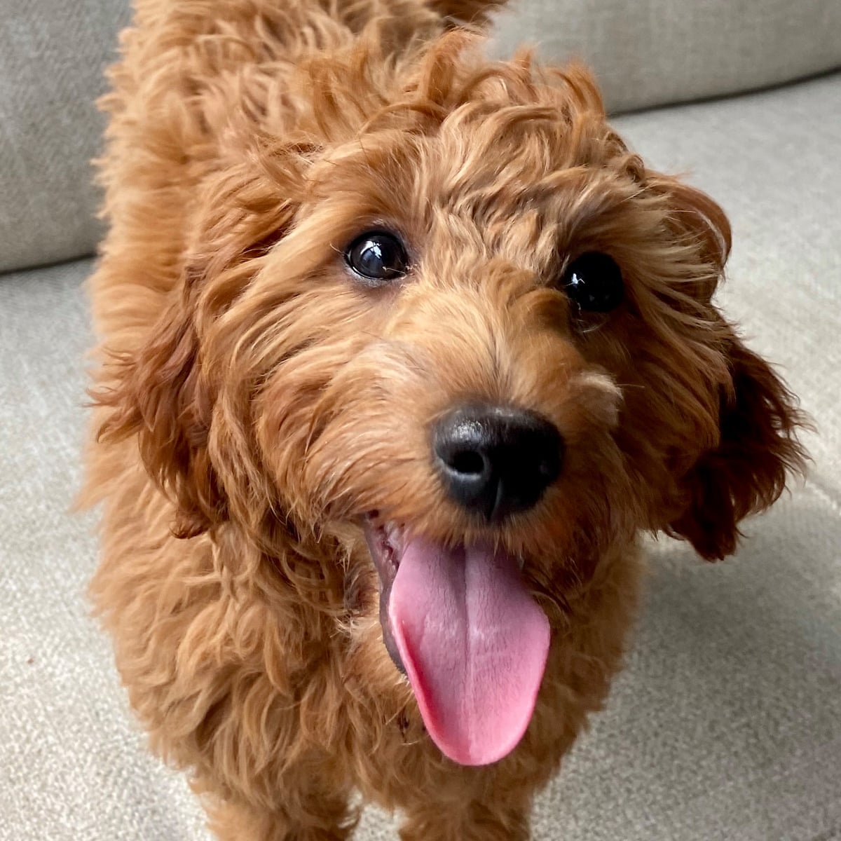 First It Was Sourdough Now It S A Puppy I Am A Lockdown Cliche Pets The Guardian First It Was Sourdough Now It S A Puppy I Am A Lockdown Cliche Pets The Guardian