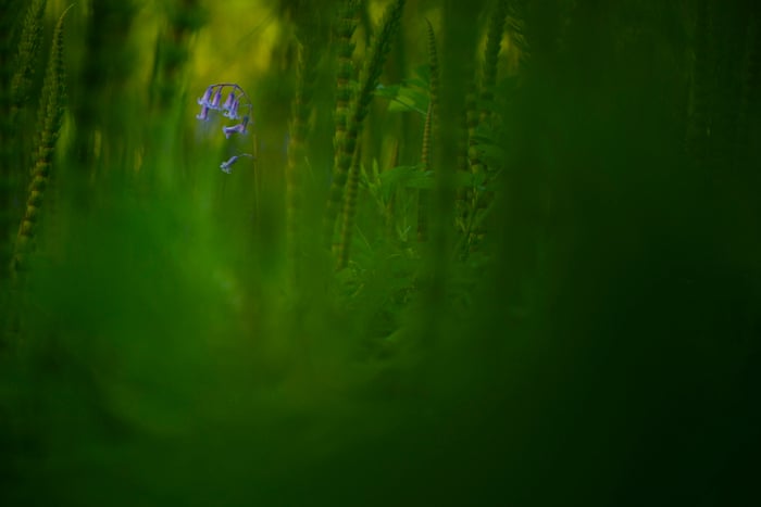 British Wildlife Photography Awards 2019 Winners In Pictures