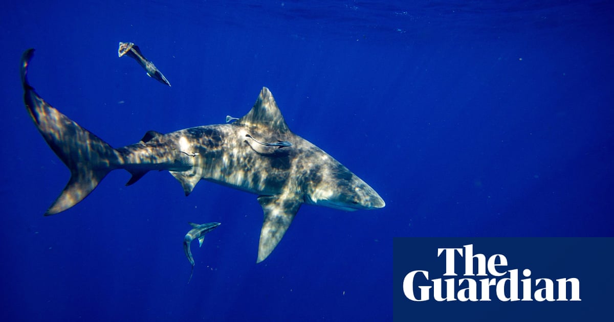 Florida still worlds shark bite capital  but attacks on humans lowest in decade