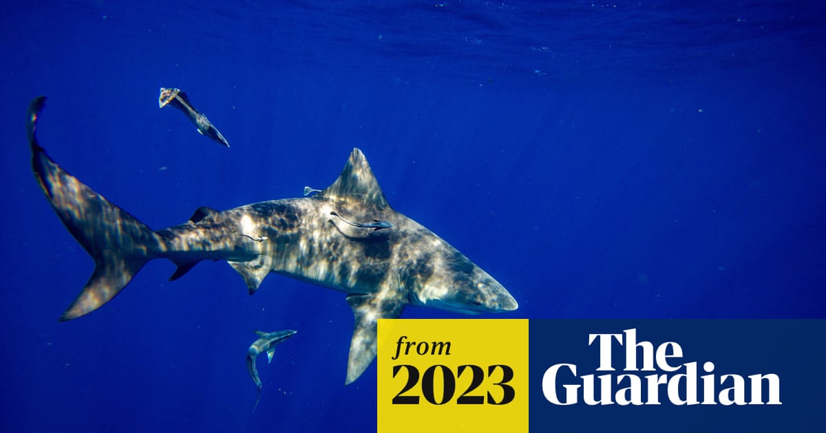 www.theguardian.com