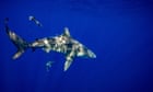 Florida shark attack leaves man in critical condition