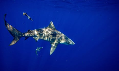 bull shark under water