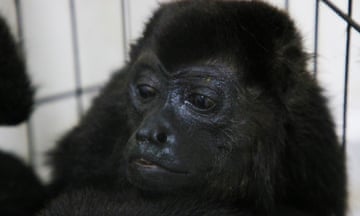 A howler monkey sits inside a cage with others at a veterinarian clinic after they were rescued amid extremely high temperatures in Tecolutilla, Tobasco state, Mexico, Tuesday, May 21, 2024. Dozens of howler monkeys were found dead in the Gulf coast state while others were rescued by residents who rushed them to a local veterinarian. (AP Photo/Luis Sanchez)