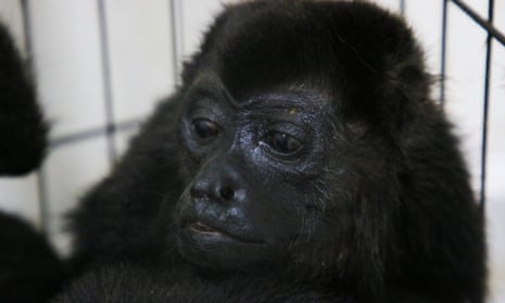 a monkey with black fur and a black face