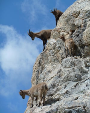 Piz Alv, Switzerland ‘A herd of ibex came down our climbing route and grazed beside us peacefully.’