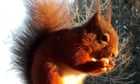 Red squirrels to vanish from England unless vaccine against squirrelpox funded