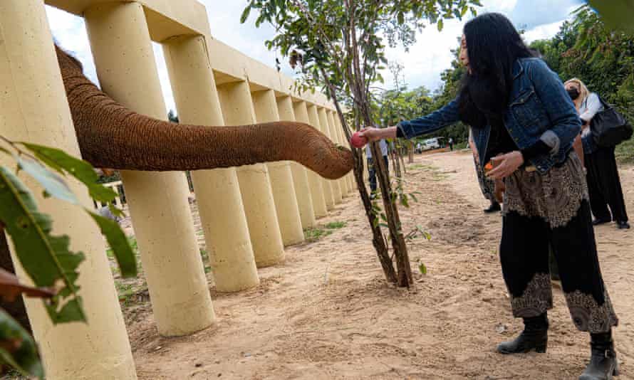 Cher visiting Kaavan the elephant in his new home in Cambodia, December 2020