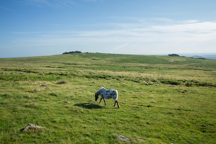 A pony crops the grass on a large expanse of land with a few trees seen in the distance.