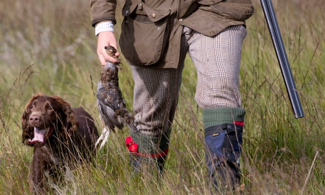 Call for grouse shooting to be licensed amid rise in bird of prey deaths Call for grouse shooting to be licensed amid rise in bird of prey deaths