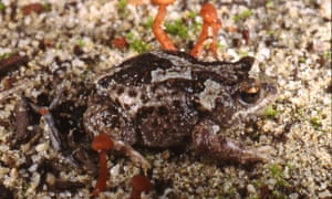 Pseudophryne guentheri, near Badgingarra