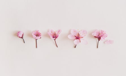 Pink Cherry Flowers On White Background