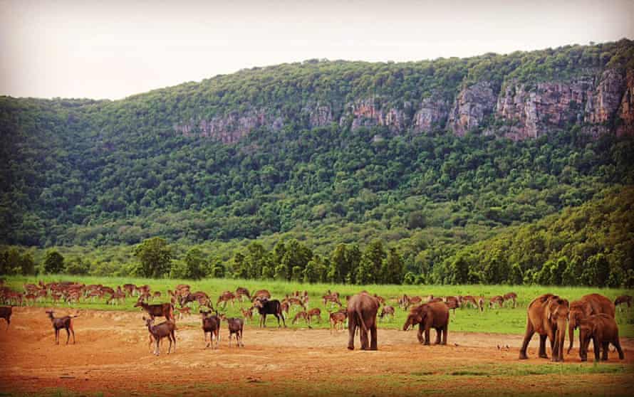 Elephant and deer before the fires in Similipal national park.