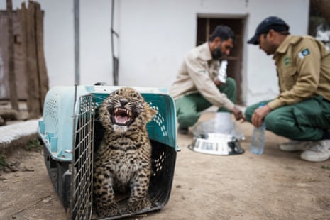 A leopard cub stands at the entrance to an animal carrier, while in the background two men in uniforms crouch near animal feeding bowls organising food and water