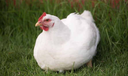 A broiler chicken raised for its meat.