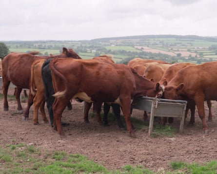 Cows at a trough