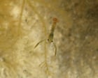 Hatchery-Raised Lobsters Released Into Cornish Rock Pool