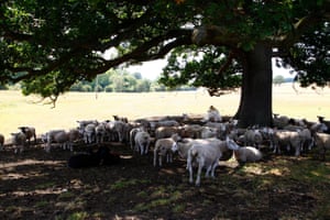 Cows shelter under the trees in Otley, Yorkshire, 3 July