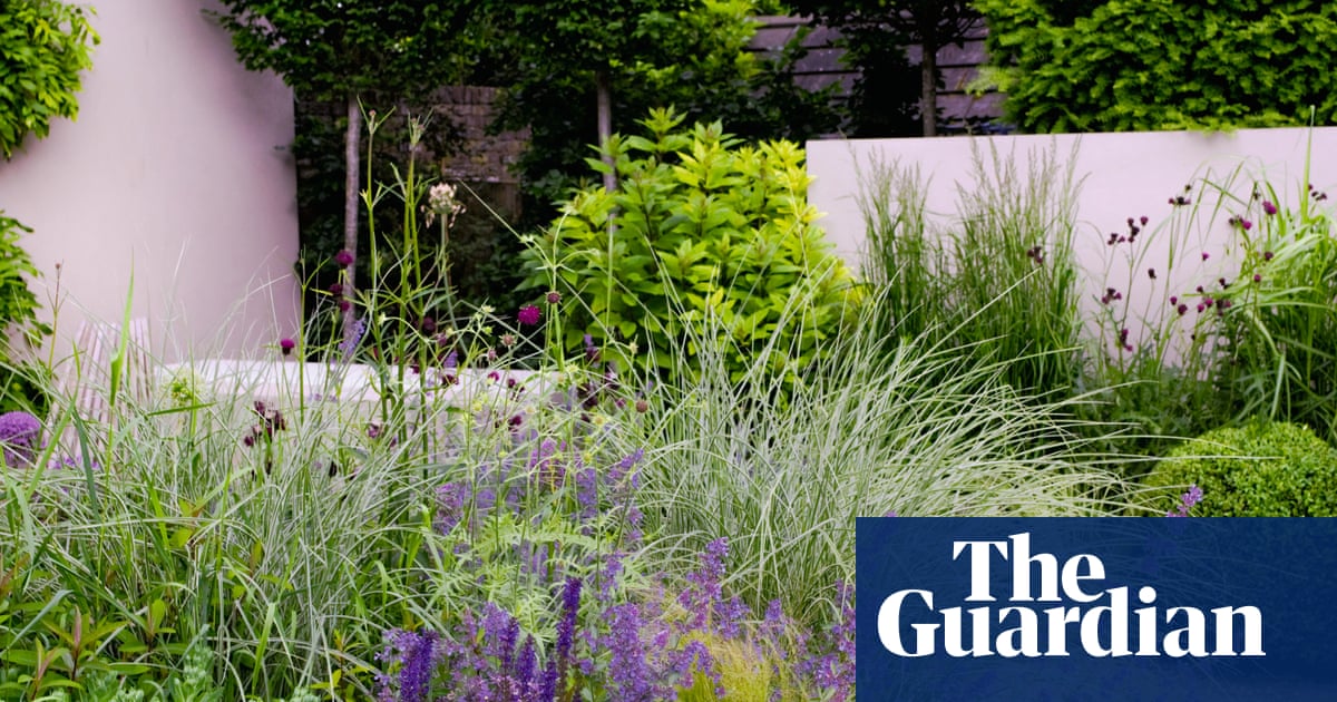 The Complete Lavender Hedging And Shrub Guide Best4hedging