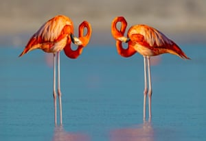 A pair of flamingos both appear to have their necks in a twist as they look to mirror each other. The birds were spotted in a symmetrical twist in Rio Lagartos, Mexico.