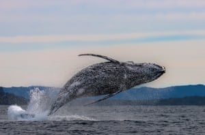 The east coast whale migration has started as the humpbacks journey north from the Antarctic to the warmer waters of the Great Barrier Reef to breed or give birth.