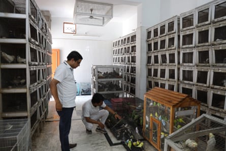 Two men in a room full of cages of pigeons, parakeets and other birds