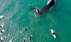 Close encounter: mother and calf humpback whales stun surfers at Sydney's Manly beach