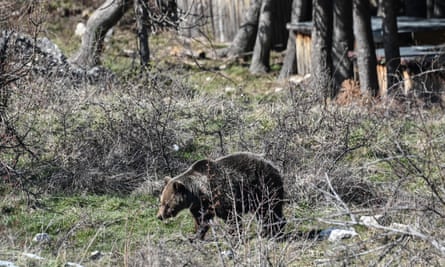 A bear seen in the woods near Palena, Italy.
