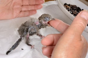 A week-old orphaned swift chick is fed with insect food by Judith Wakelam in her home, Worlington, Suffolk, UK, July. Worlington vilage in Suffolk nearly lost all its swifts a few years ago when a cottage with many nests was demolished, but a local swift group installed around 40 nestboxes in the church bell tower and one of the UK’s largest colonies now lives there. A recent survey recorded more than 30 pairs producing 70 fledglings in 2017.