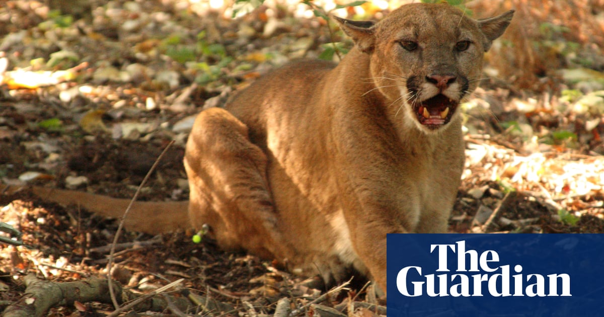 Child released from hospital after mountain lion attack in California |  California | The Guardian