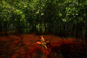 A dolphin swimming in a shallow river in the rainforest