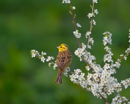 A yellow hammer bird sits on a blackthorn blossom