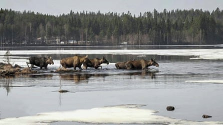 A line of five moose enter the water of an icy lake , which is surrounded by trees.