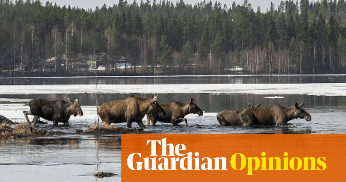 The most gripping thing I'm watching on my phone? Swedish moose migrating in real time | Claire Cohen