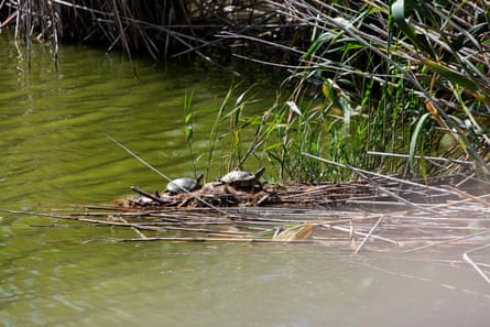 Turtles in the Llobregat river