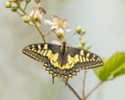 Country diary: A butterfly with a touch of the Elizabeth Taylors | Amy-Jane Beer