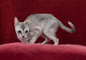 Fine Felines From The 2017 Uk Cat Fanciers Show In Pictures
