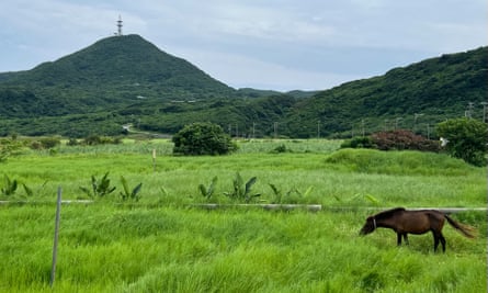 A miniature horse grazes in a field on Yonaguni