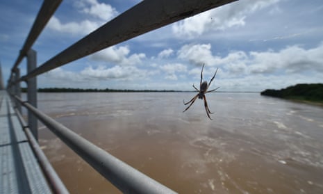 A spider sits in its web on Burdekin Bridge watching floodwaters which have risen some 10 metres in the Queensland town of Ayr on 30 March 30, after the area was hit by Cyclone Debbie.