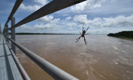 Spider Queensland