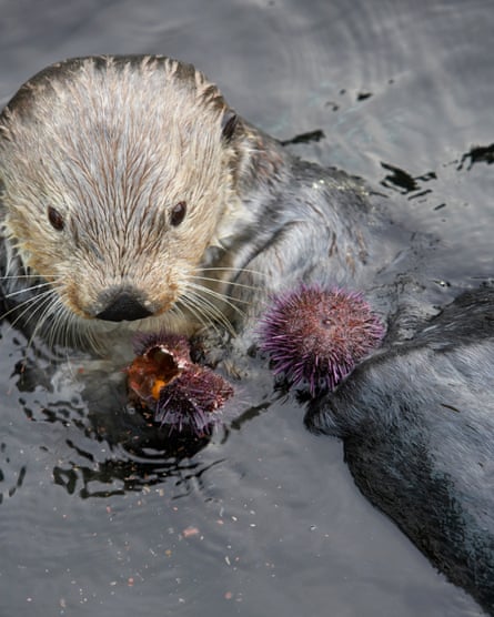 A sea otter eating a sea urchin